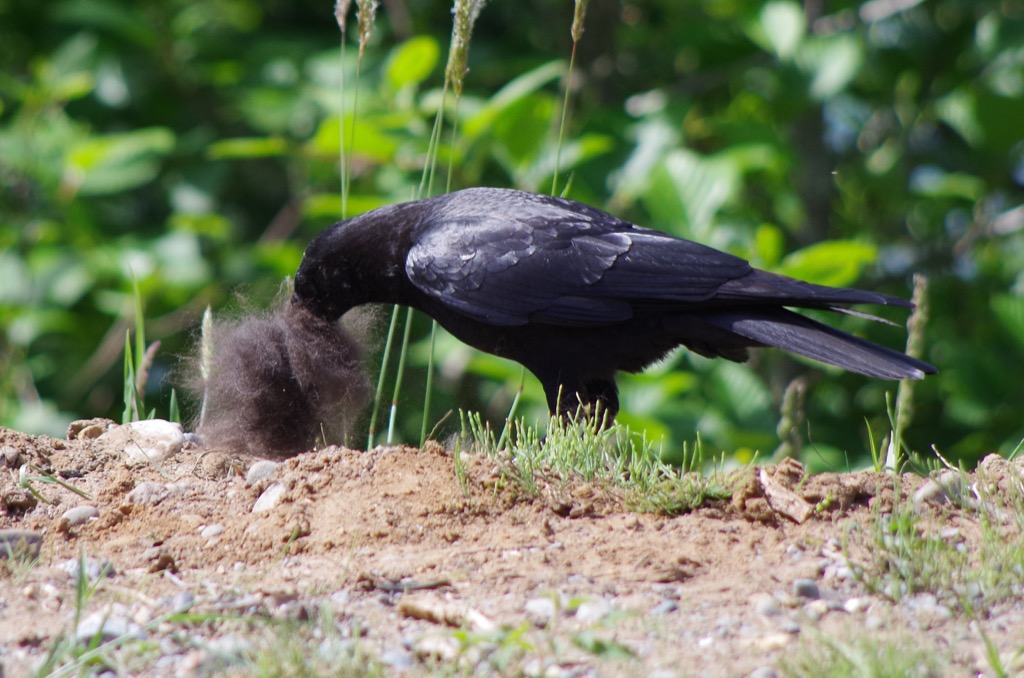 crow with dog hair